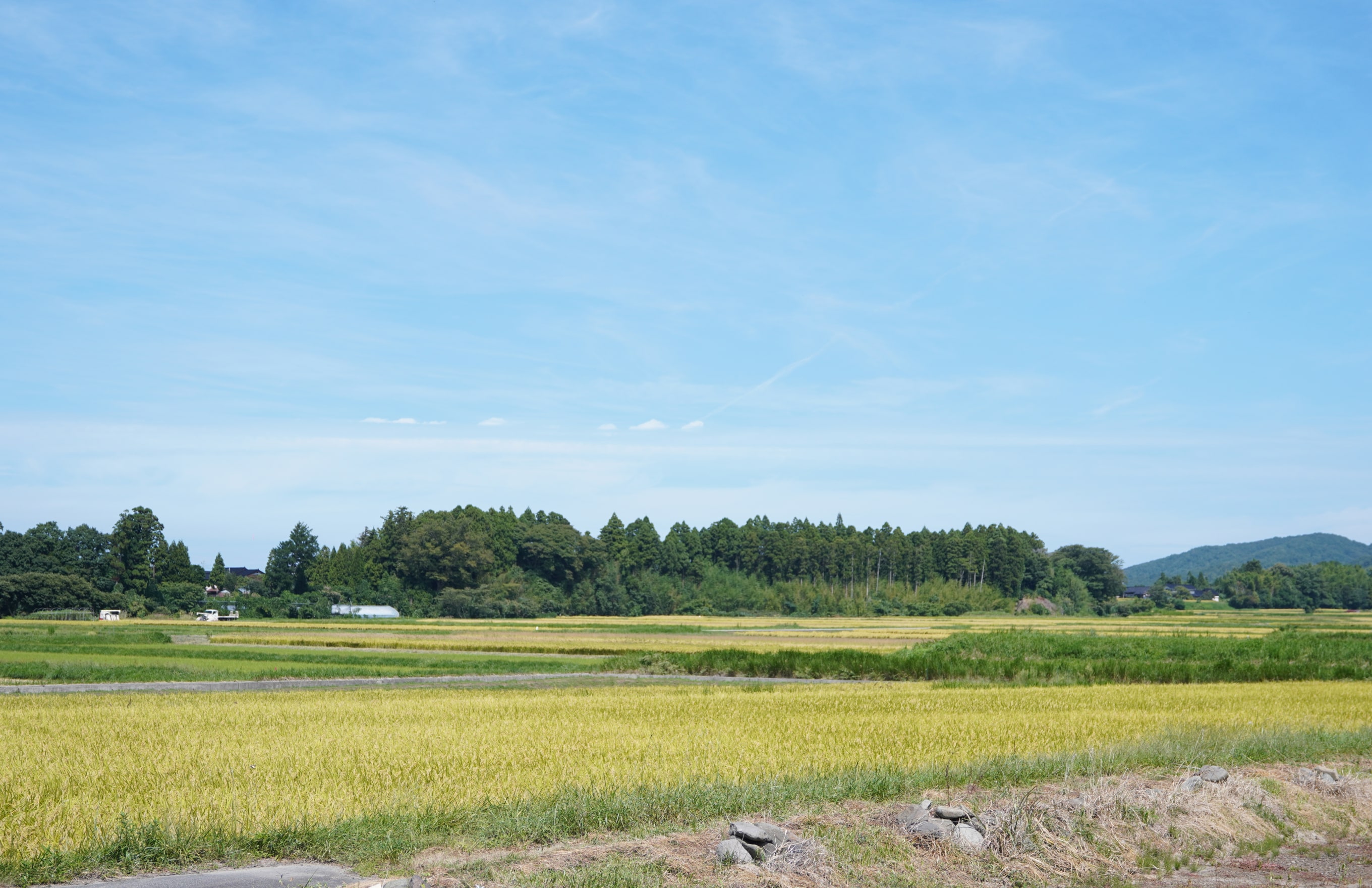 手前に田んぼが広がり中間に林、奥に山と空が見える佐渡島の風景