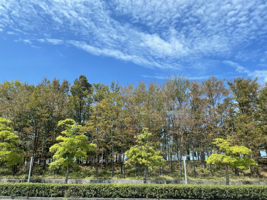 またまた、偶然土曜日ですの画像