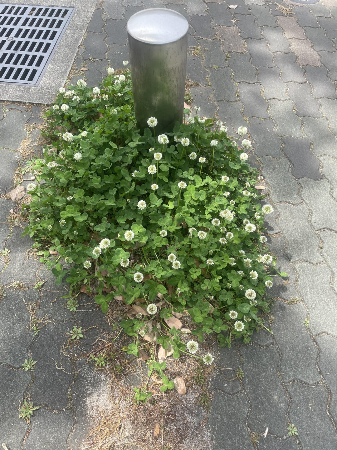 白つめ草の画像