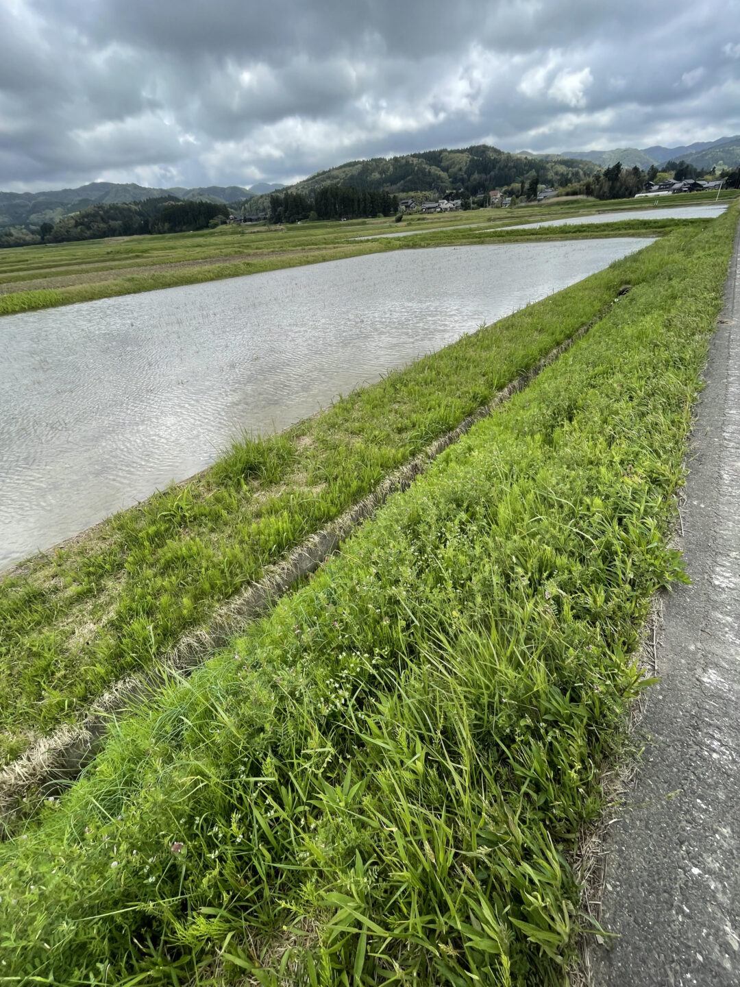 ウグイスの画像