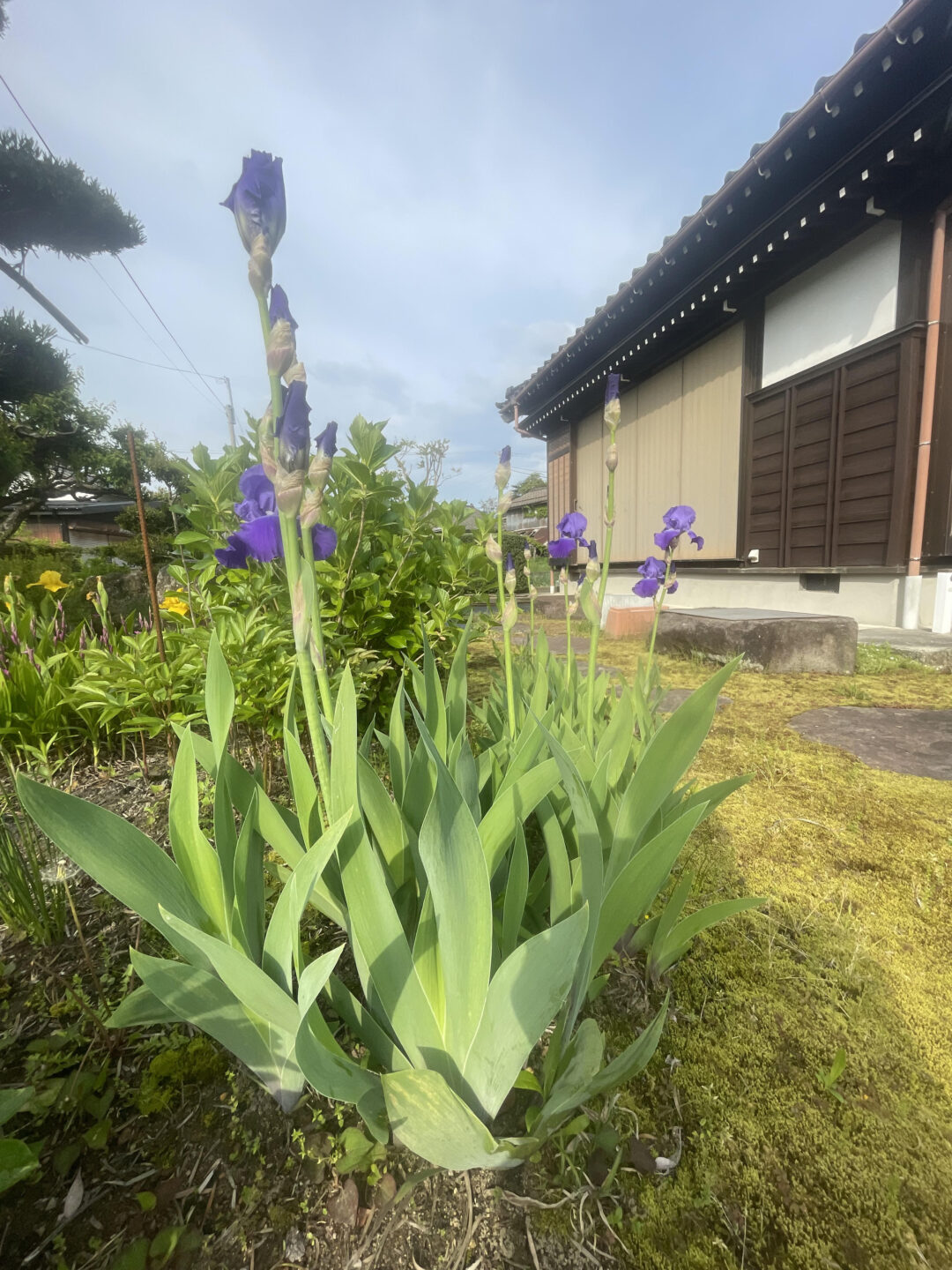 カムのバネの画像