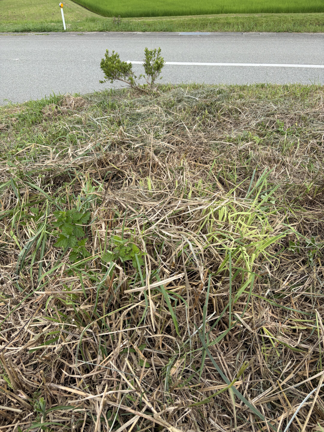 土地を手放すの画像